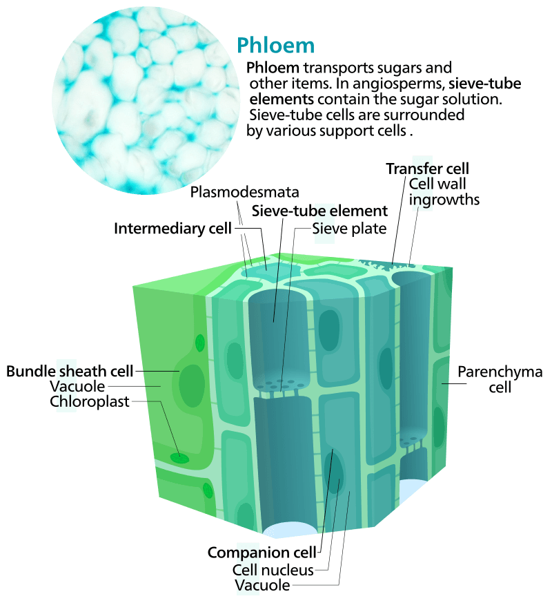 Phloem diagram