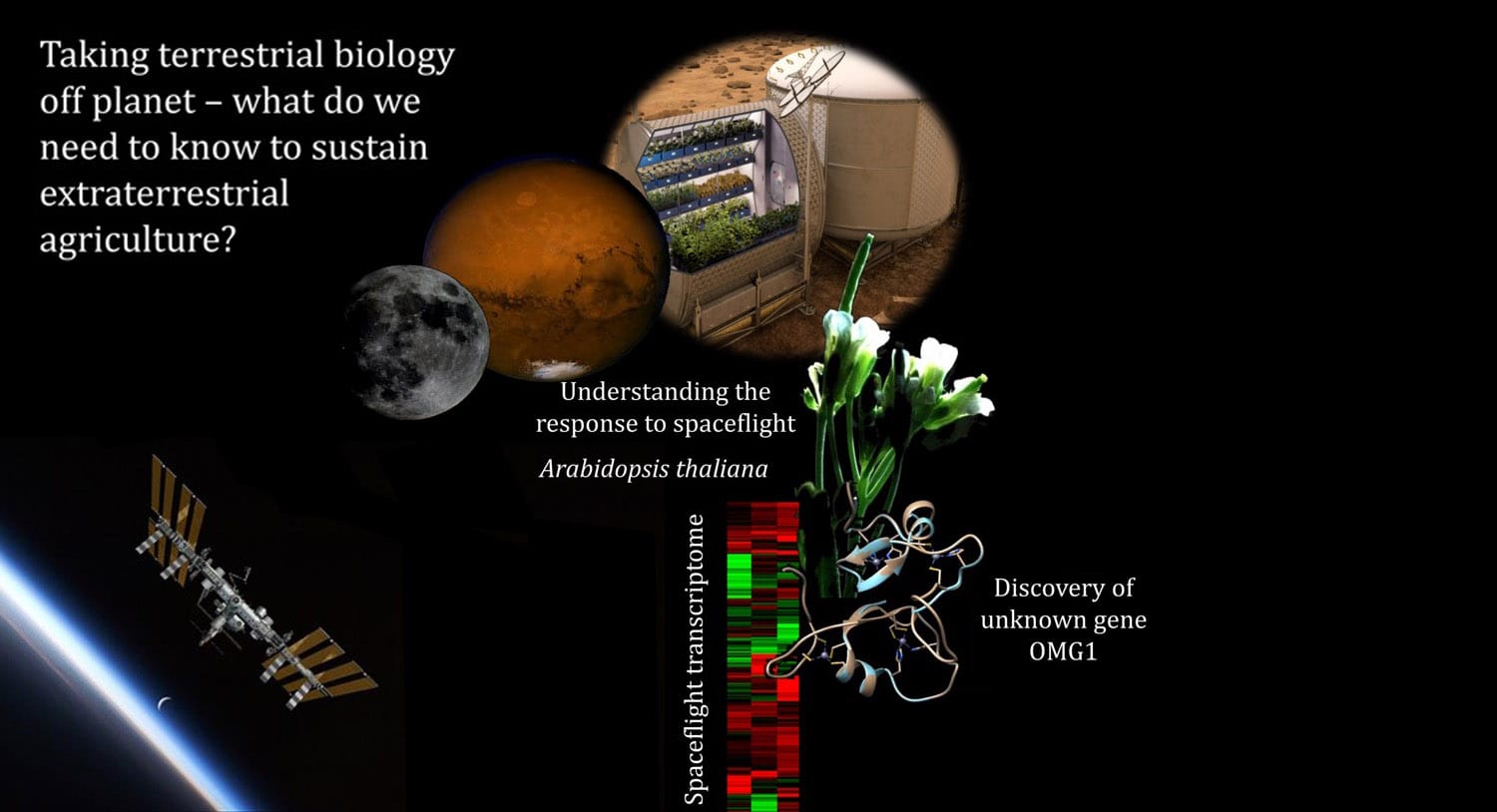 Characterization of a CONSTANS-Like gene induced in spaceflight