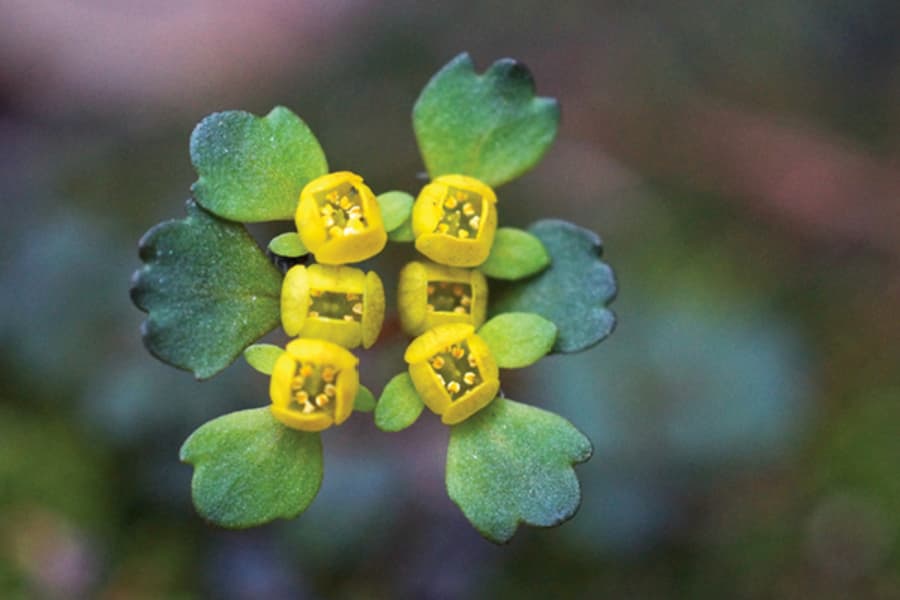 Chrysosplenium ramosissimum