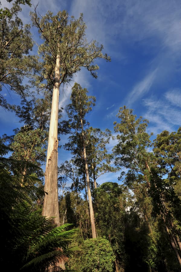Eucalyptus regnans