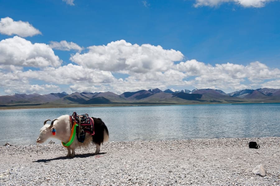 A Yak on the shore of Lake Nam Co