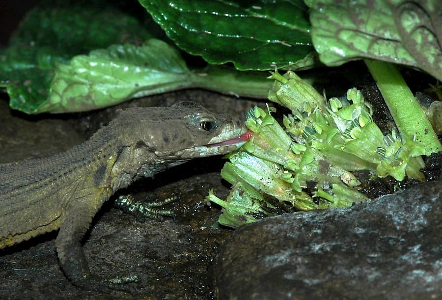 A Drakensberg Crag Lizard (Pseudocordylis subviridis) licking nectar from the “Hidden Flowers” of Guthriea capensis in a terr