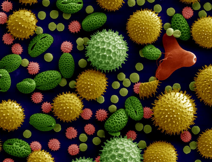 Pollen looking like spiky golf balls