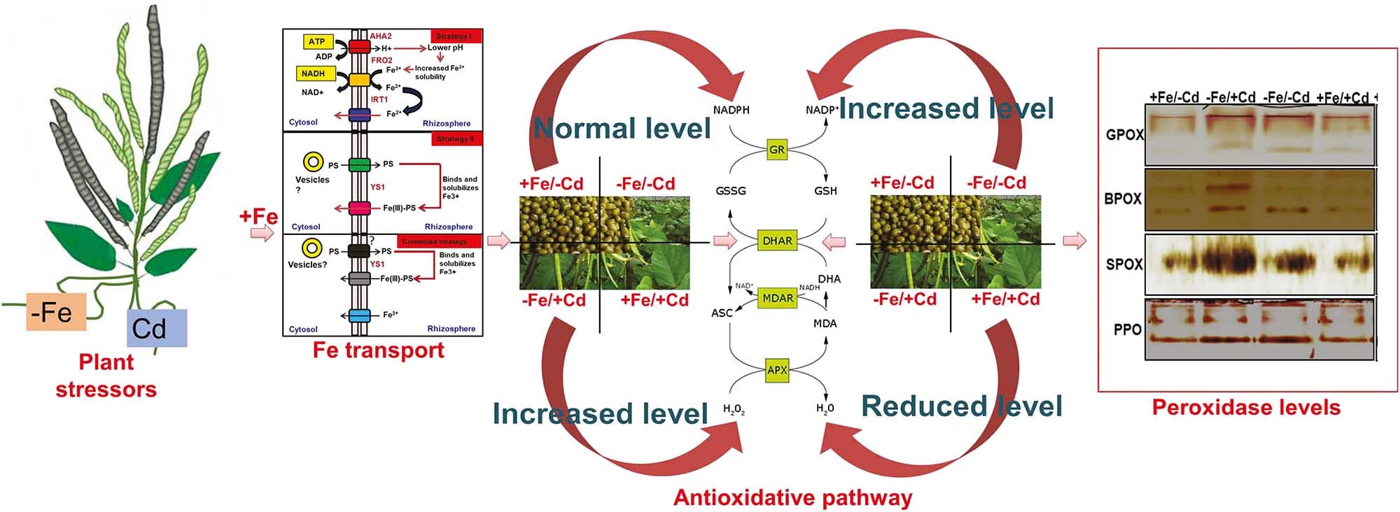 role of iron supply in amelioration of cadmium stress