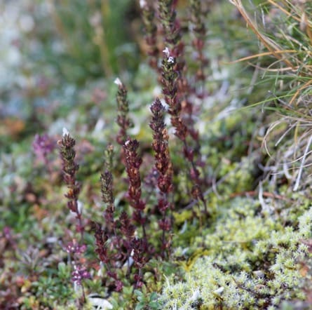 The eyebright species Euphrasia inopinata
