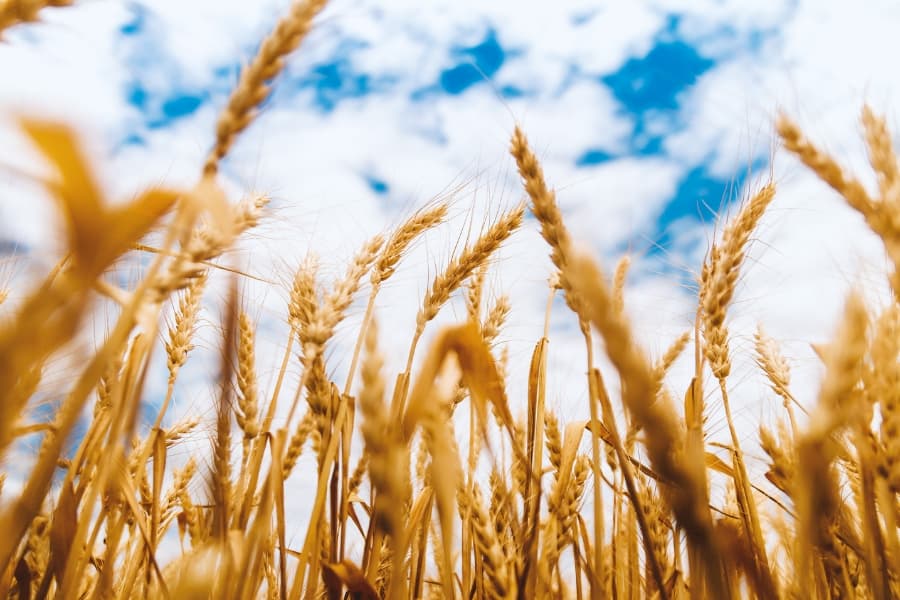 Rice reaching for the sky