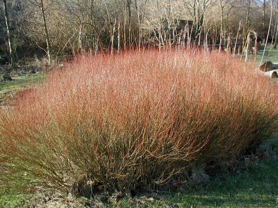 Salix purpurea