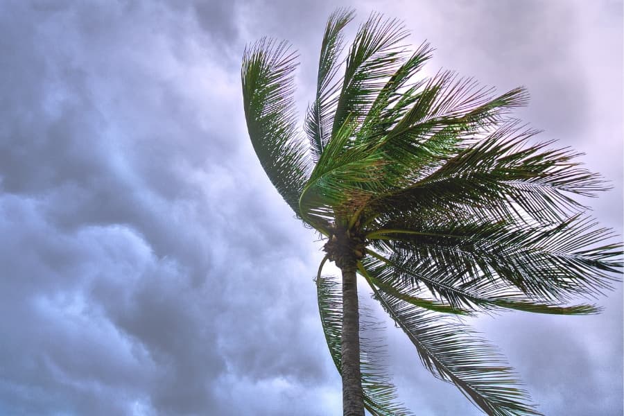 Palm tree in a strong wind