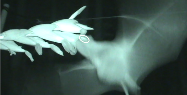 Bromeliads going batty: pollinator partitioning among sympatric chiropterophilous Bromeliaceae