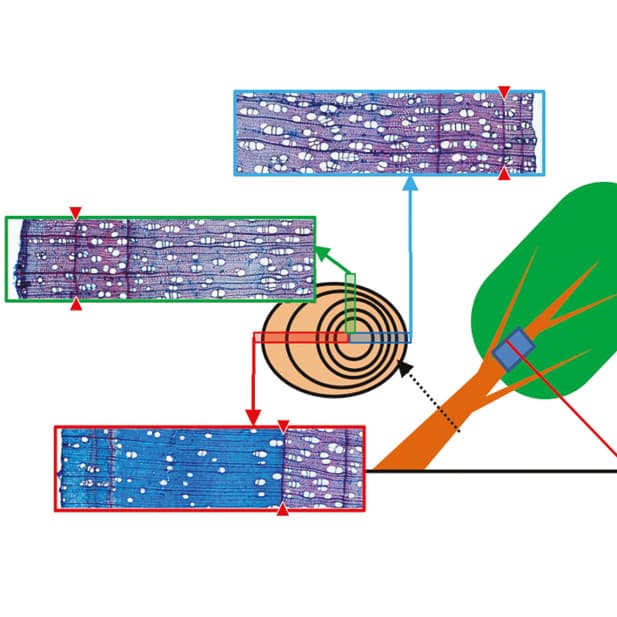 Xylem conductivity after mechanical damage