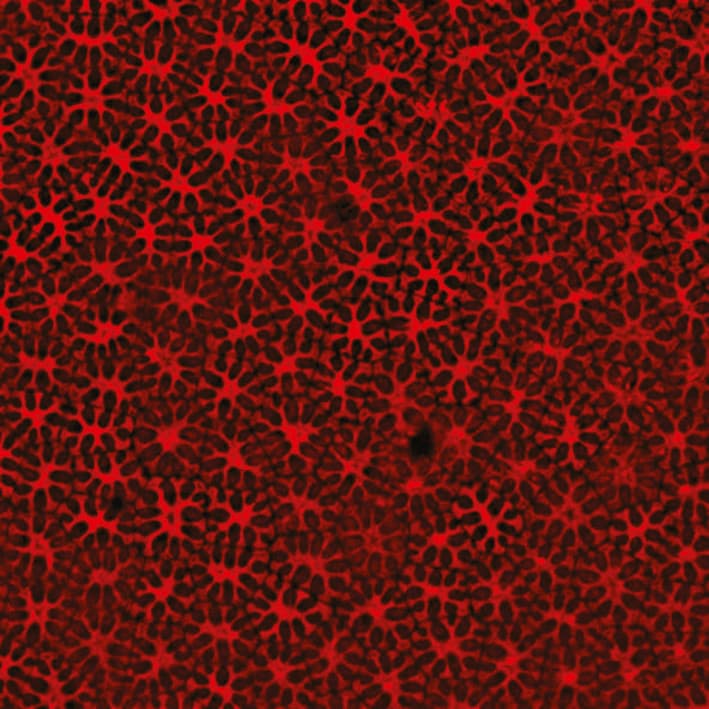 Pea seed testa and its role during the establishment of physical dormancy