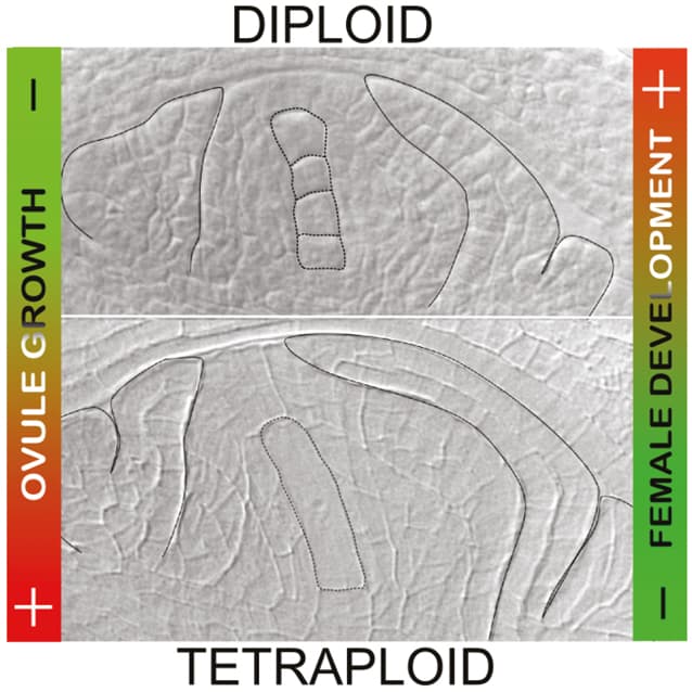 Heterochrony in reproductive development among P. rufum cytotypes