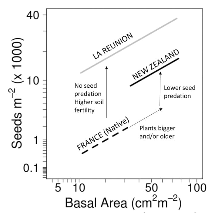 Explaining seed bank size of an invasive shrub