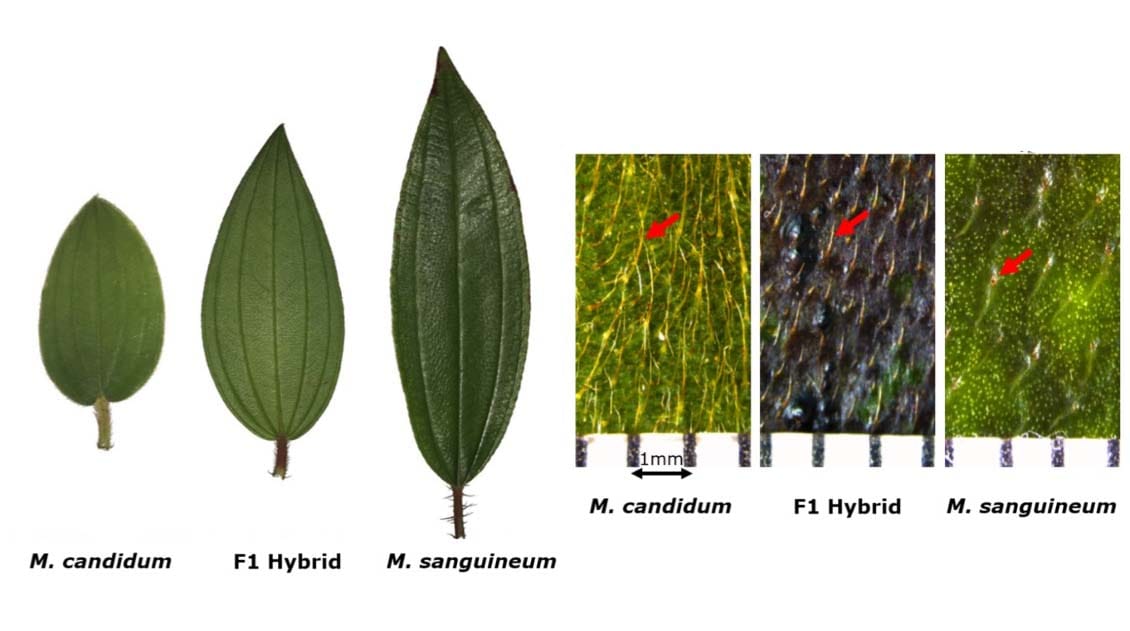 Differential adaptation and species diversification between two Melastoma species and their F1 hybrid