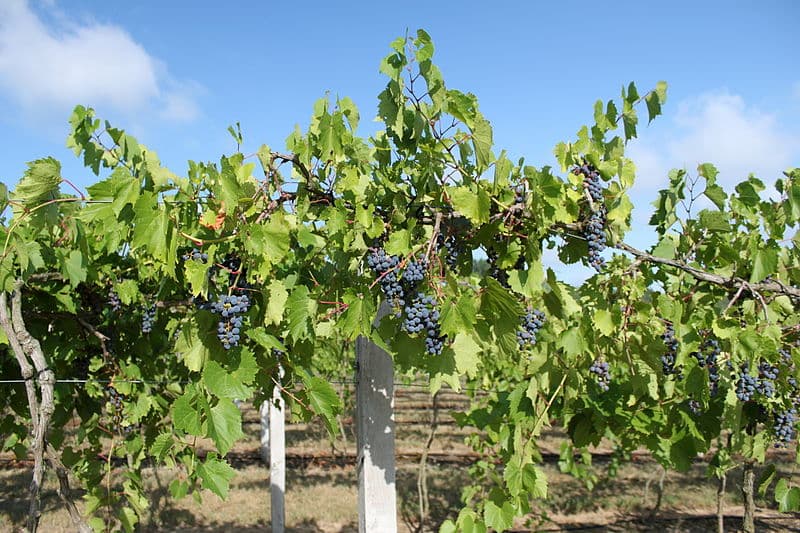 Grapes on a vine