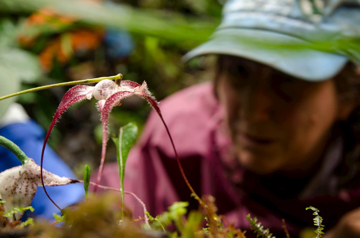 Bitty Roy observing flies on an orchid