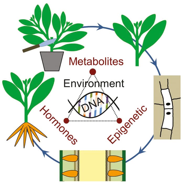 Hormone-metabolic interactions in adventitious roots