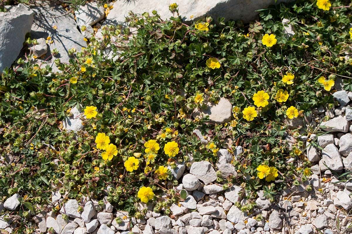 A Potentilla verna plant in the field.