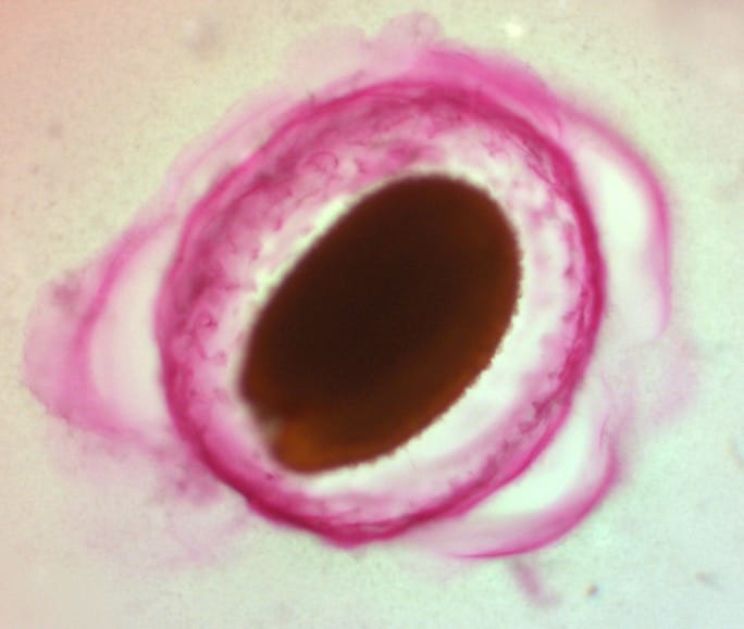 Composition and physicochemical properties of outer mucilage from seeds of Arabidopsis natural accessions