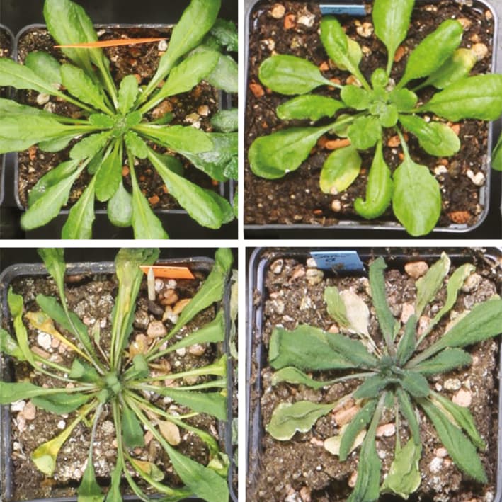 Stressed arabidopsis