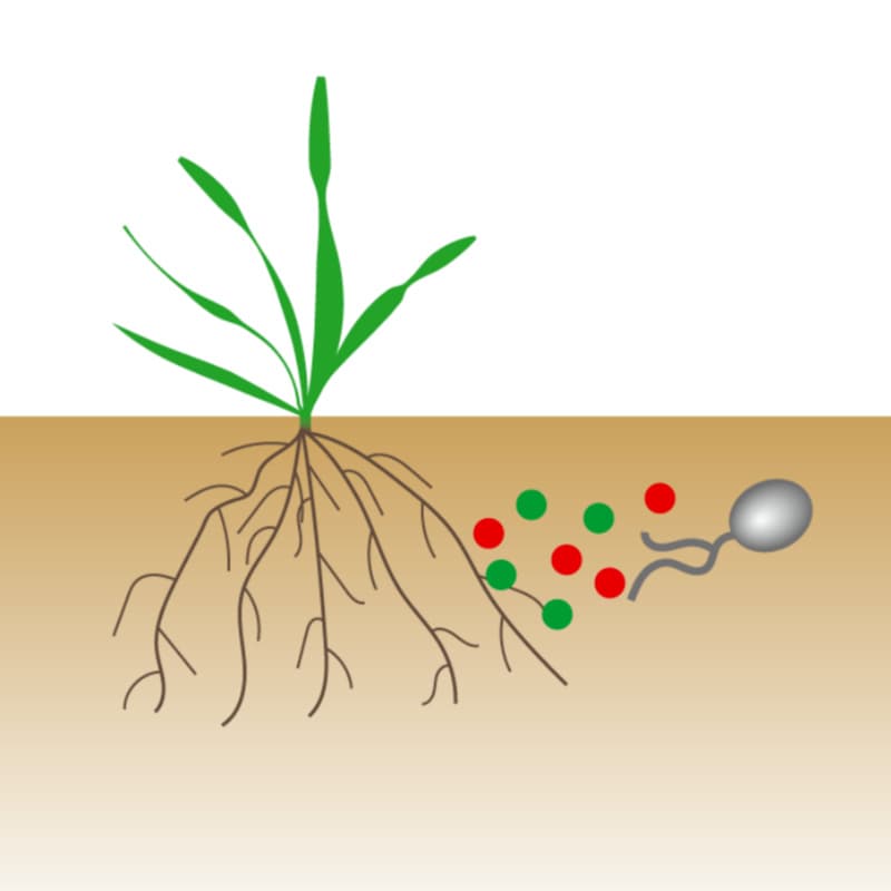 How arbuscular mycorrhizal fungi talk to plants before colonisation