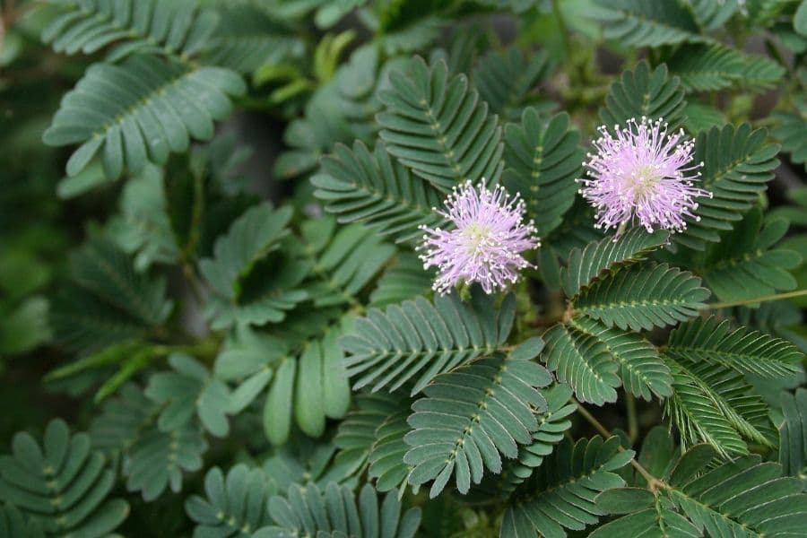 Mimosa pudica