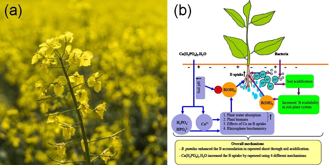 Bacillus pumilus increases boron uptake and inhibits rapeseed growth under boron supply irrespective of phosphorus fertilization