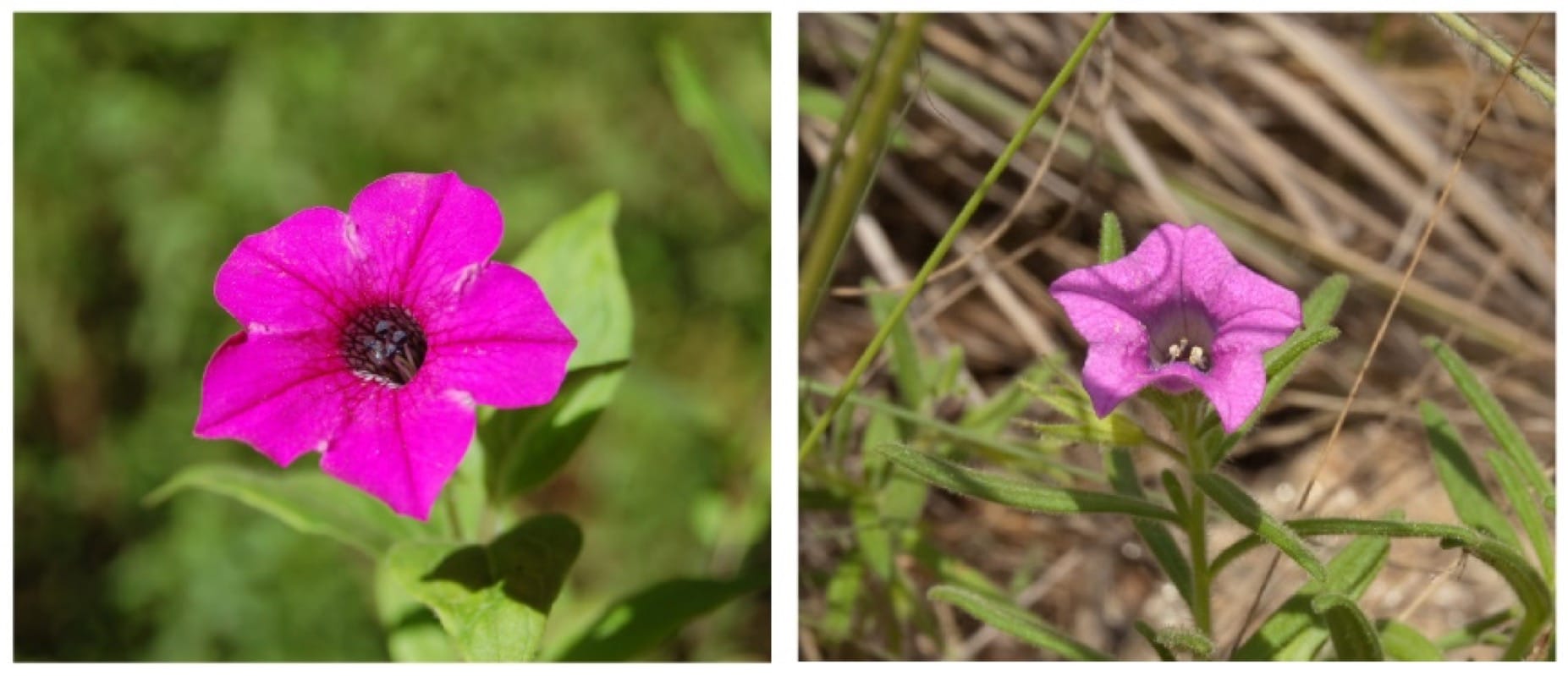 How diverse can rare species be on the margins of genera distribution?