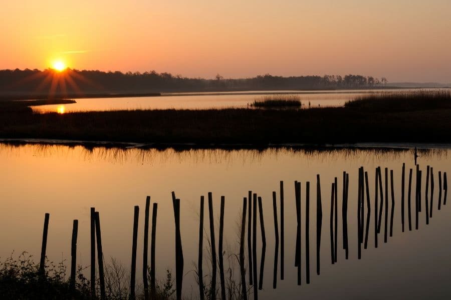 How do marshes migrate?