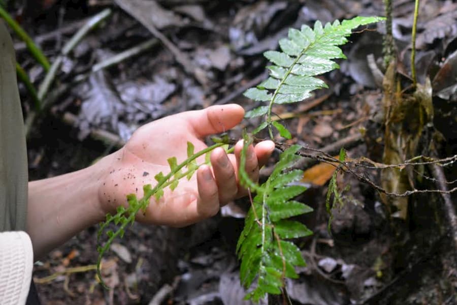 A fern thought to grow on trees still keeps a root on the ground