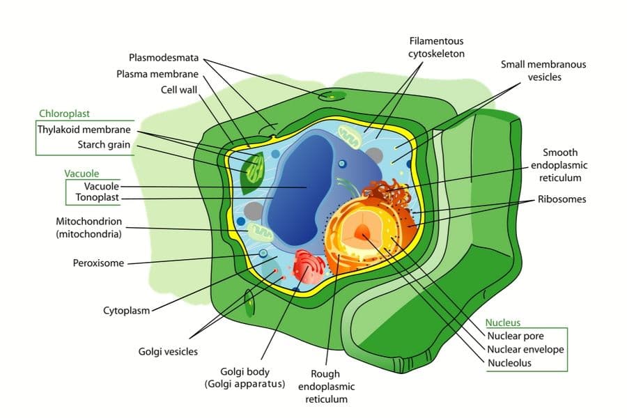 The Ribosome can act as a Metabolite Multi-sensor