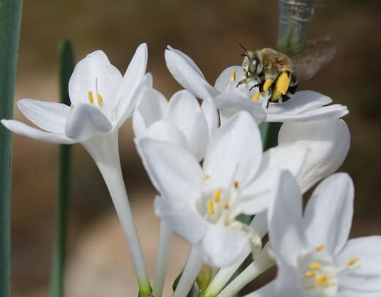 Herkogamy and dichogamy in style dimorphic flowers of Narcissus broussonetii (Amaryllidaceae)