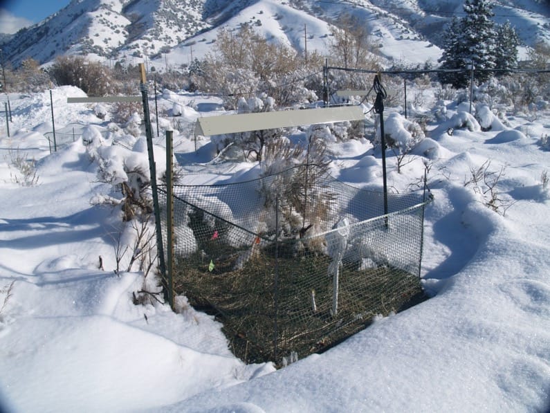 Climate change, snow mold and the Bromus tectorum invasion: mixed evidence for release from cold weather pathogens