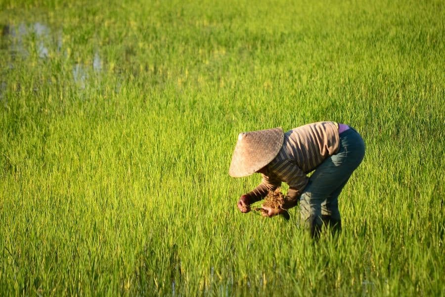 Rice farmer