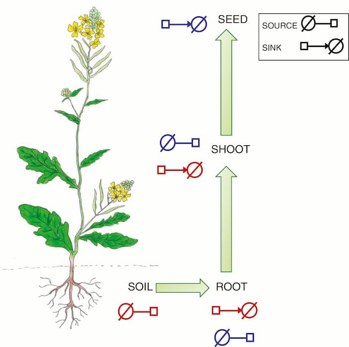 Why do cabbage leaves smell? They’re storing sulphur.