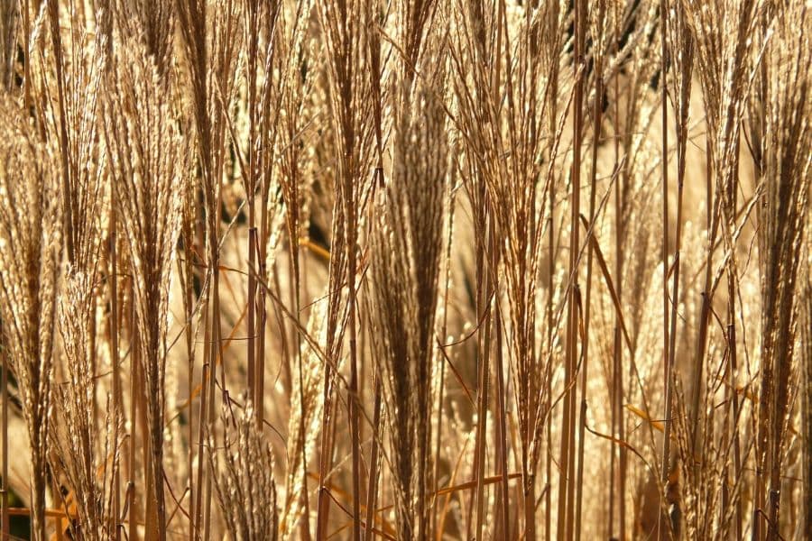 Miscanthus
