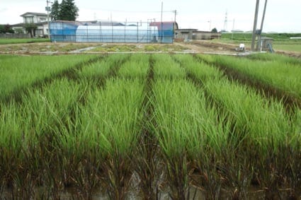 Exploring the salt tolerance of the Nona Bokra rice landrace