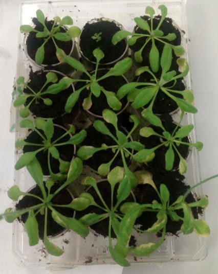 Extracts from cultures of Pseudomonas fluorescens induce systemic resistance to biotic pathogens in Arabidopsis thaliana