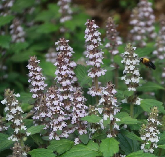 Accurate position exchange of stamen and stigma resolves the herkogamy dilemma in a protandrous plant, Ajuga decumbens (Labiatae)