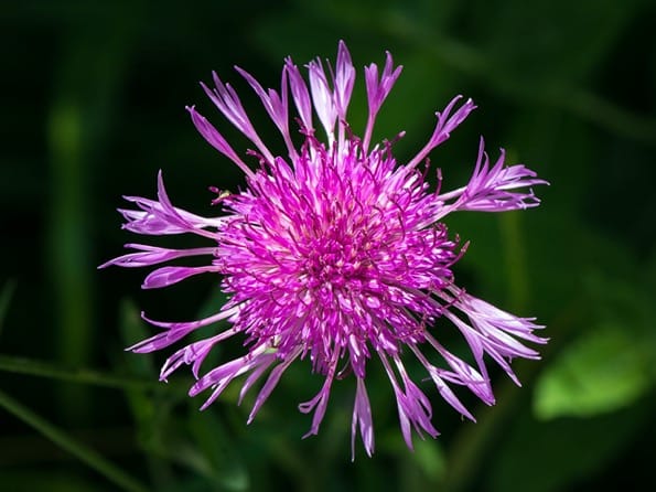 Unravelling the genetic makeup of hybrid meadow knapweed populations in North America