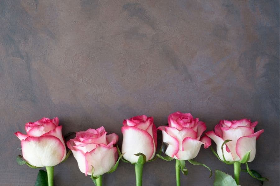 The best way to grow strong upright rose stems is to bend them over