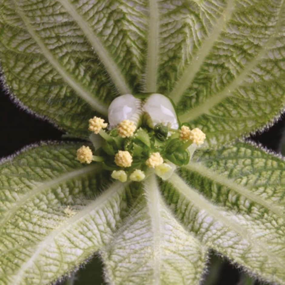 Flowers evolve to balance the risks and rewards of self-pollination