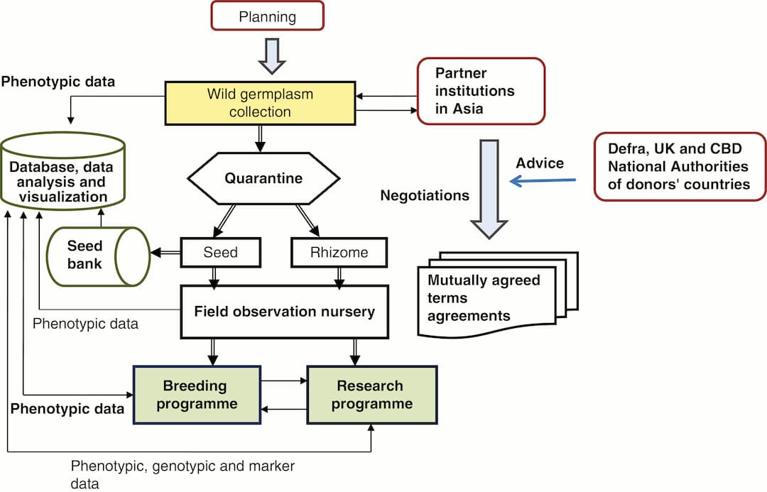 Collecting wild Miscanthus germplasm and research partners in Asia
