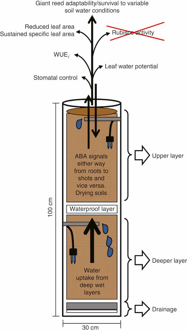 Root responses in Arundo donax