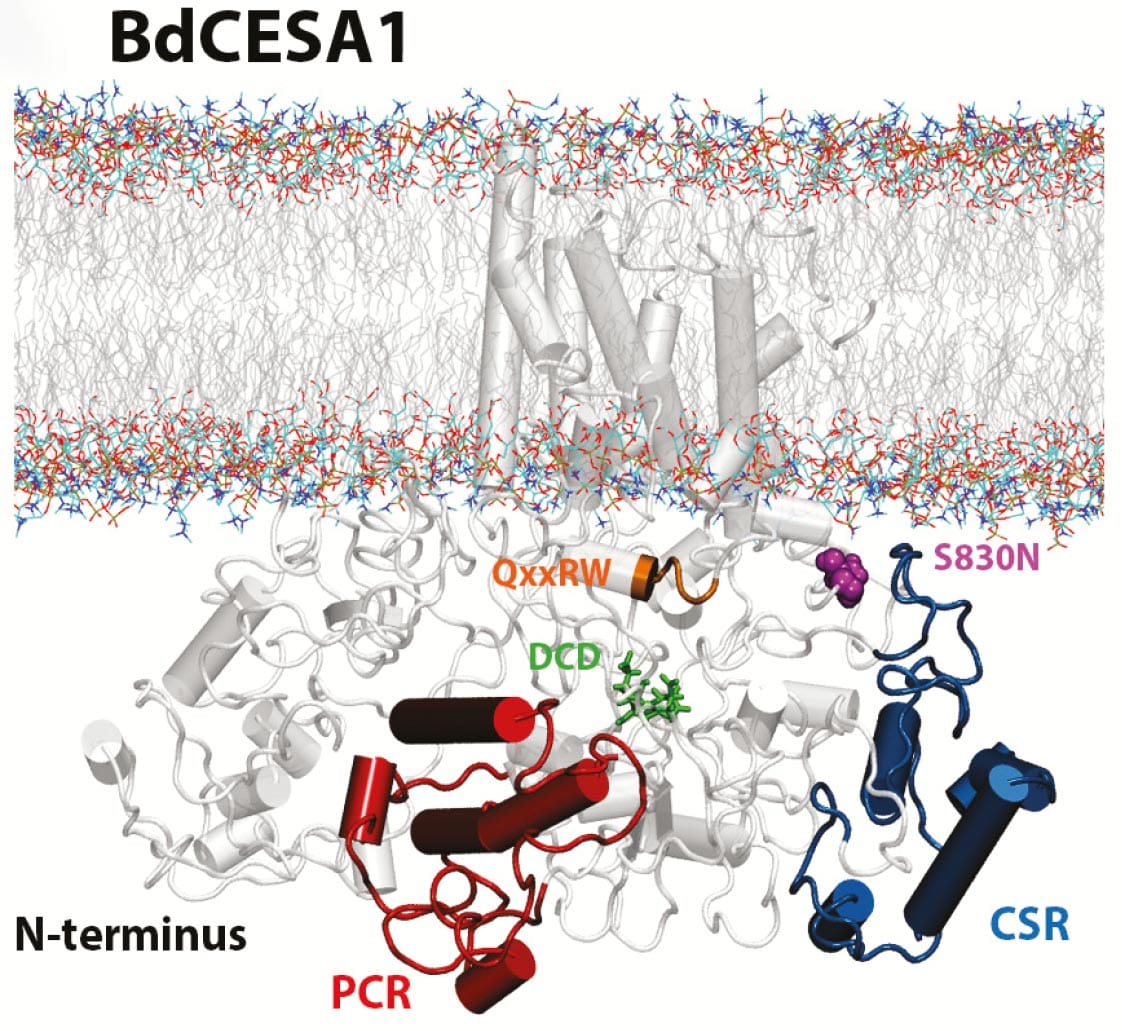 Biochemical and physiological flexibility accompanies reduced cellulose biosynthesis in the model grass Brachypodium distachyon