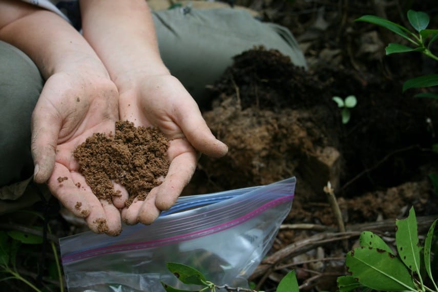 Soil chemistry, not short-term deer exclusion, explains understory plant occupancy in Pennsylvania oak forests