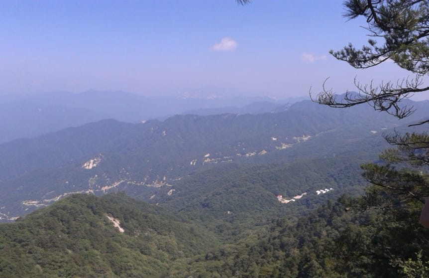 The contrasting effects of climate change-induced drought on three temperate tree species