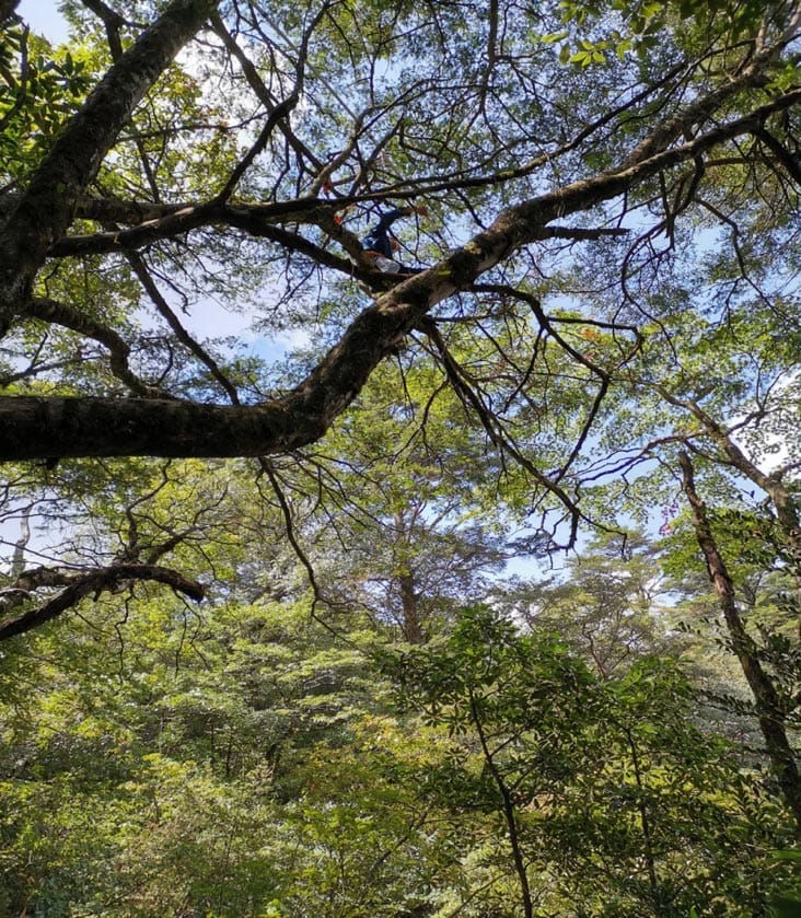 Stem and leaf growth rates define the leaf size vs. number trade-off