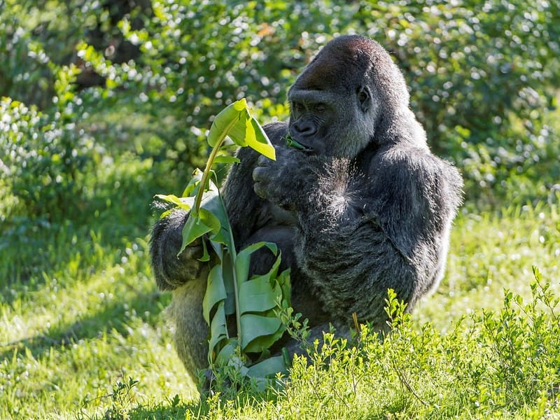 Tackling plant blindness: Botany by stealth…