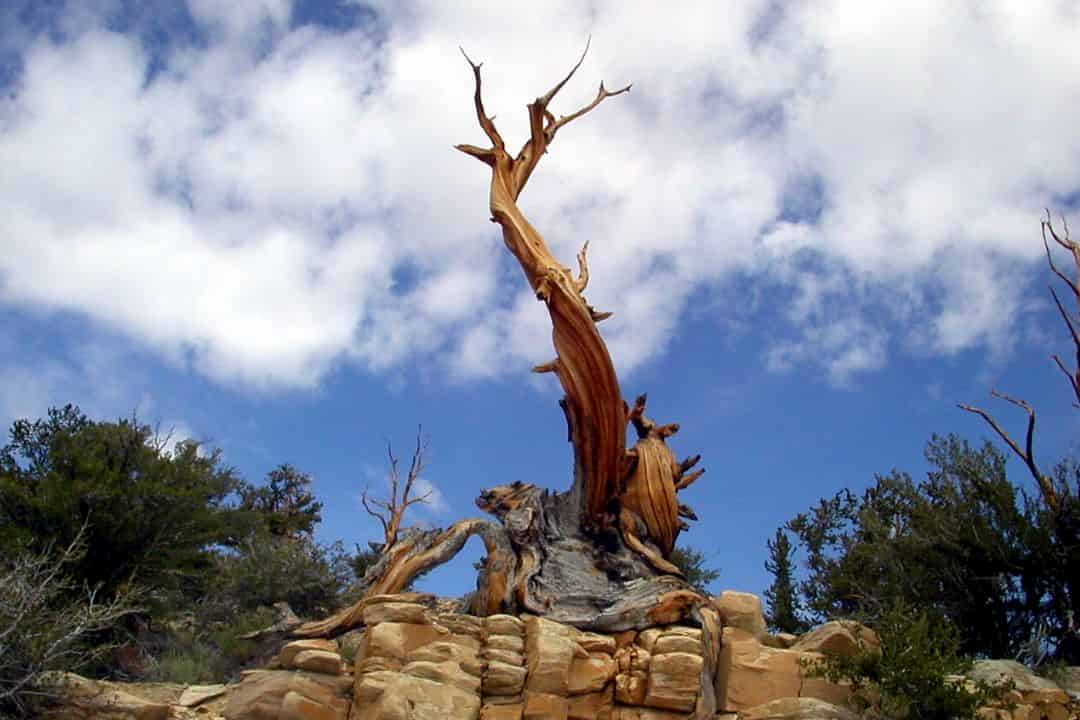 Plant Records : the (very, very, very) old pine tree